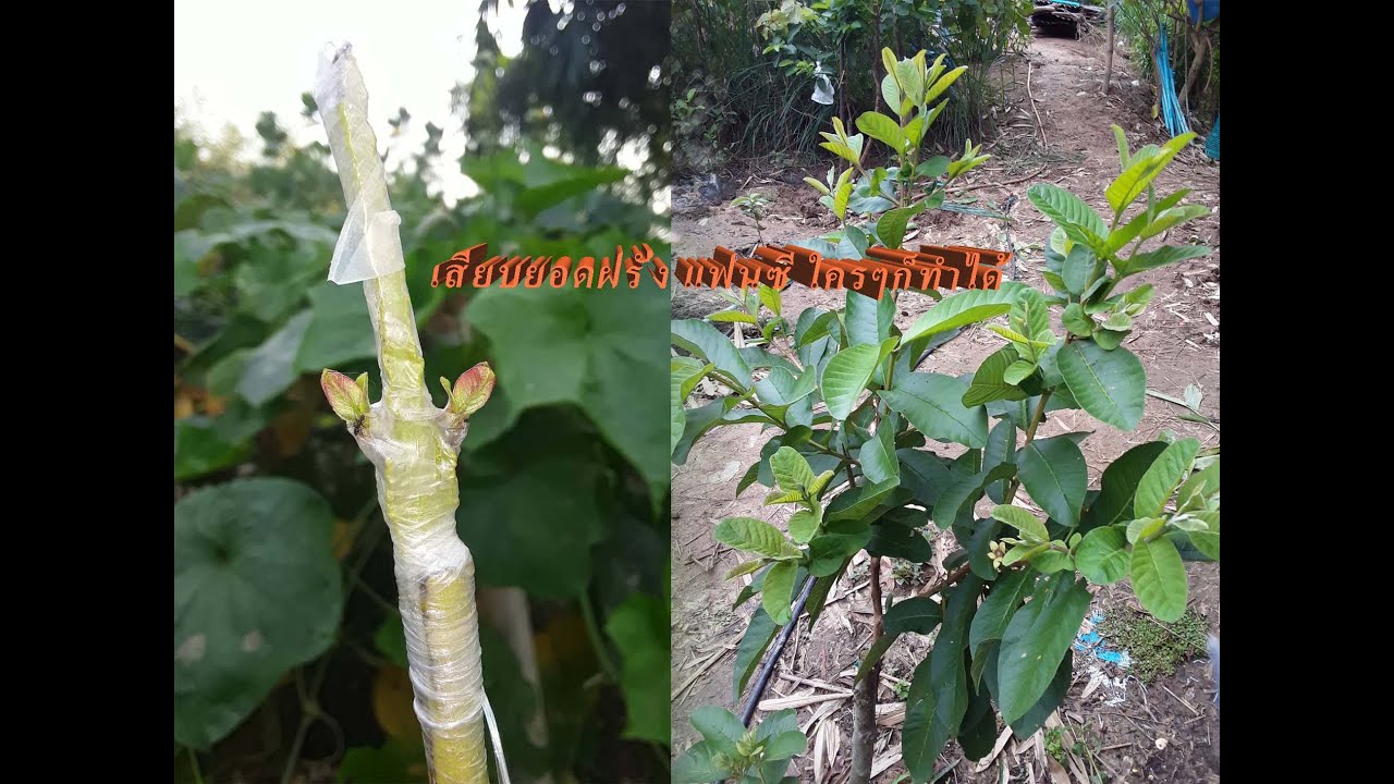 เคล็ดลับการเสียบยอดฝรั่ง ทำฝรั่งแฟนซี  ไม่ยากอย่างที่คิด