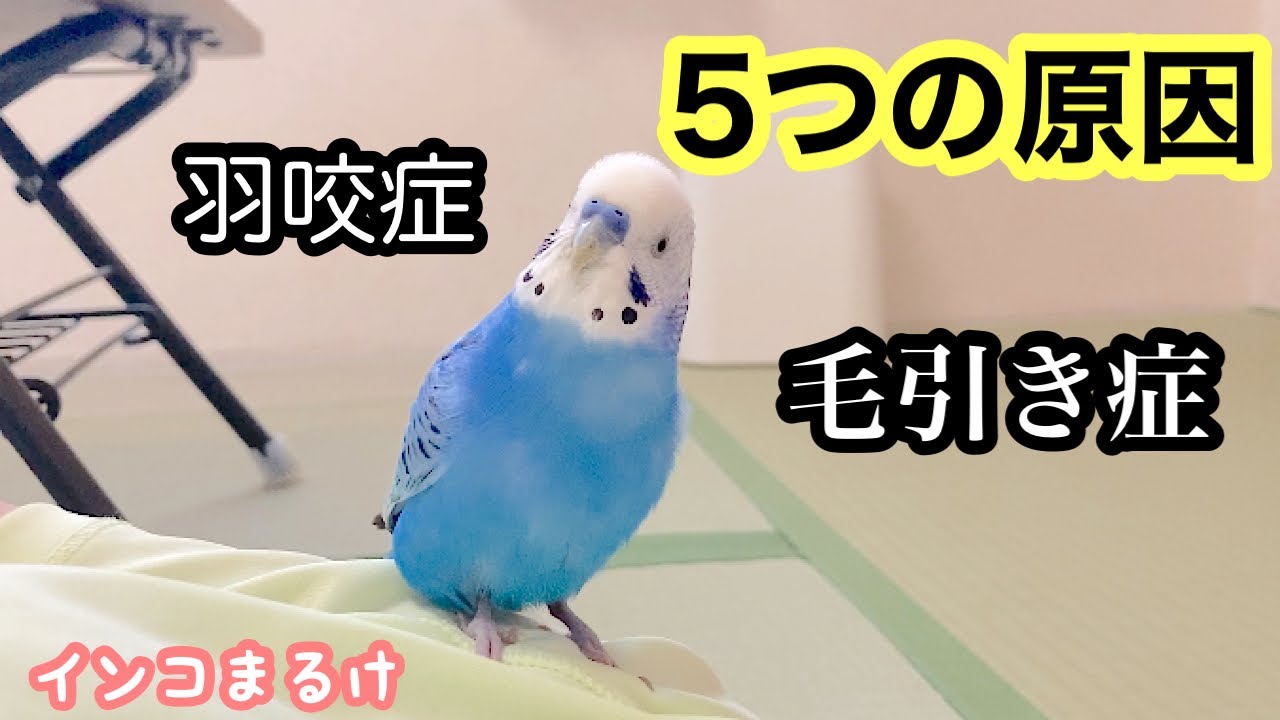 毛引き症・羽咬症になった5つの原因　【セキセイインコ】　Budgerigar.