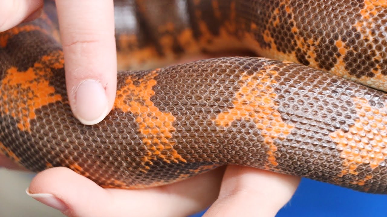 The Kenyan Sand Boa