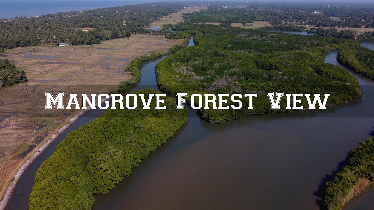 Mangrove Forest View | Parampalli | Saligrama