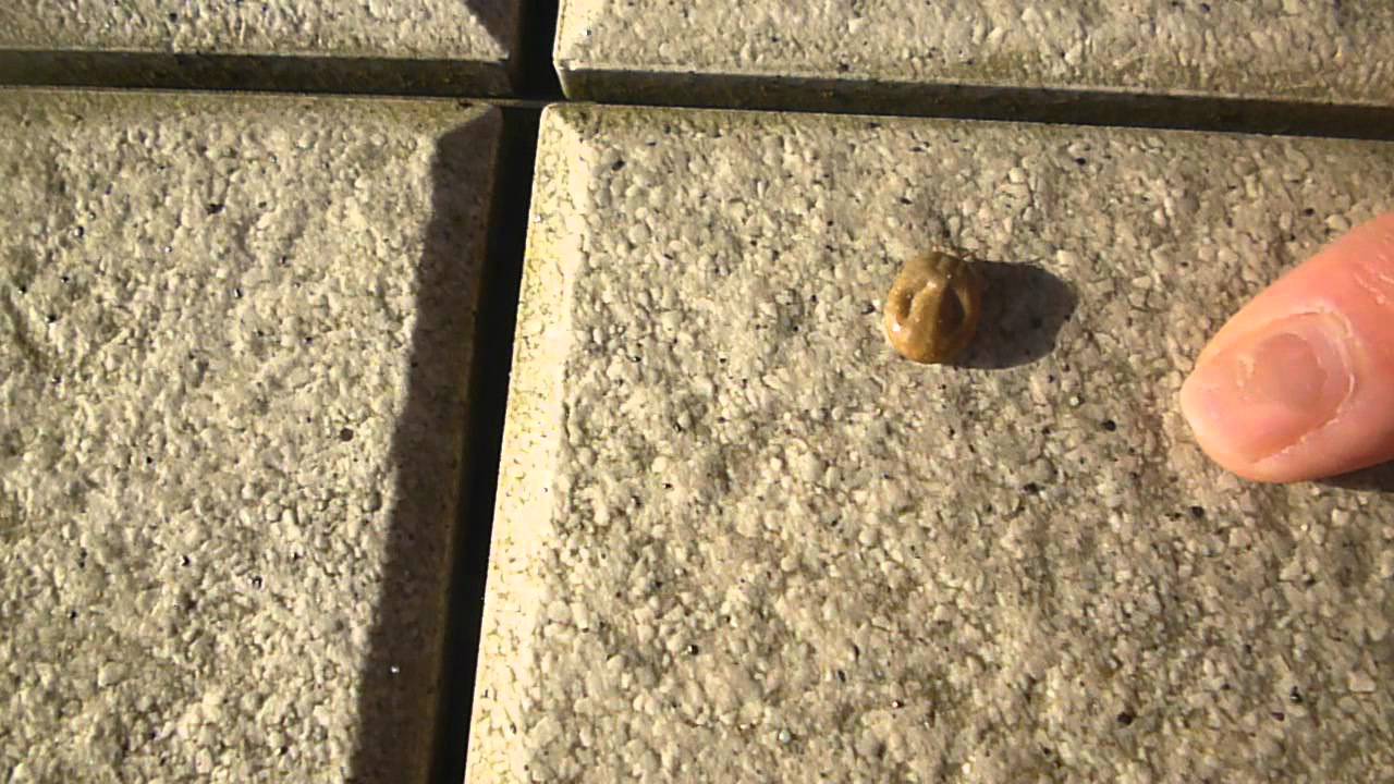 120429春&deg;についた歩く巨大ダニ