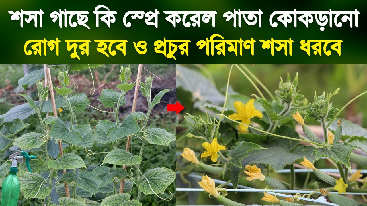 শসা গাছে কি দিলে পাতা কোকড়ানো রোগ দুর হবে ও শসা ধরবে | Cucumber Leaf Curl Disease