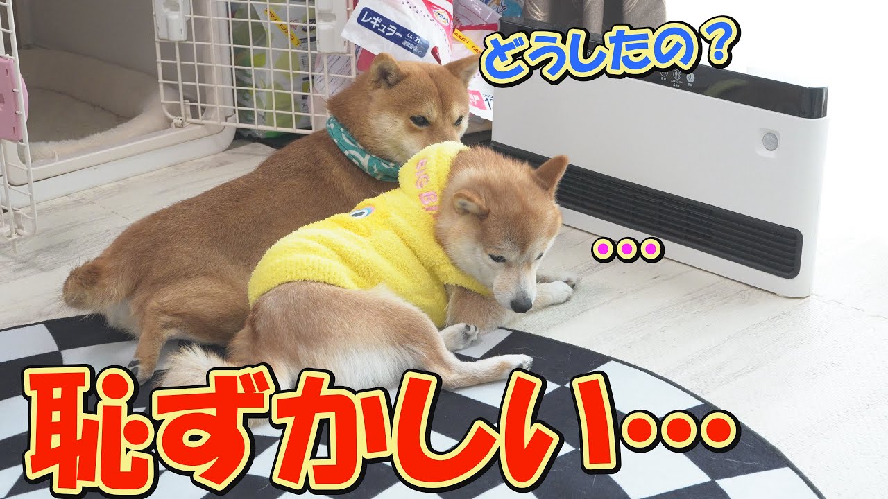 ヒーターで温まっていたら弟がやって来て、照れ臭いのか緊張してしまう姉柴犬が可愛すぎました。