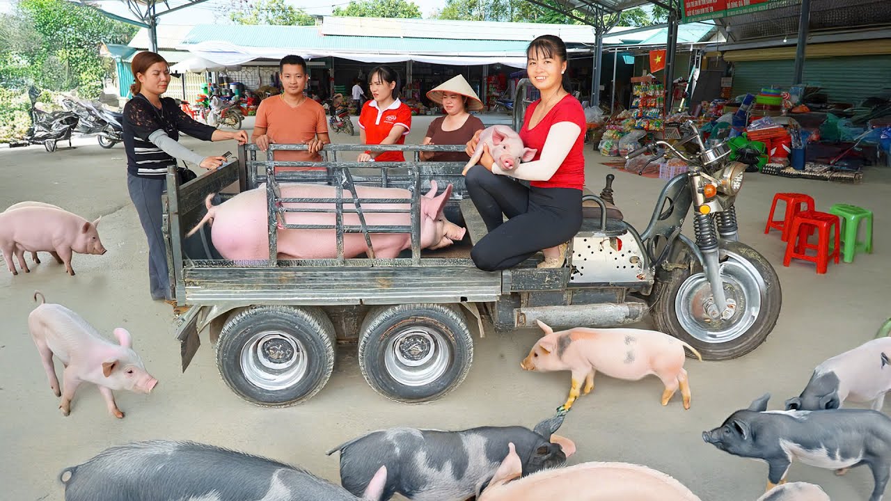 Selling A Herd Of 20 Piglets - Use 3 wheeled Truck Transport Many Pigs Go To Market Sell