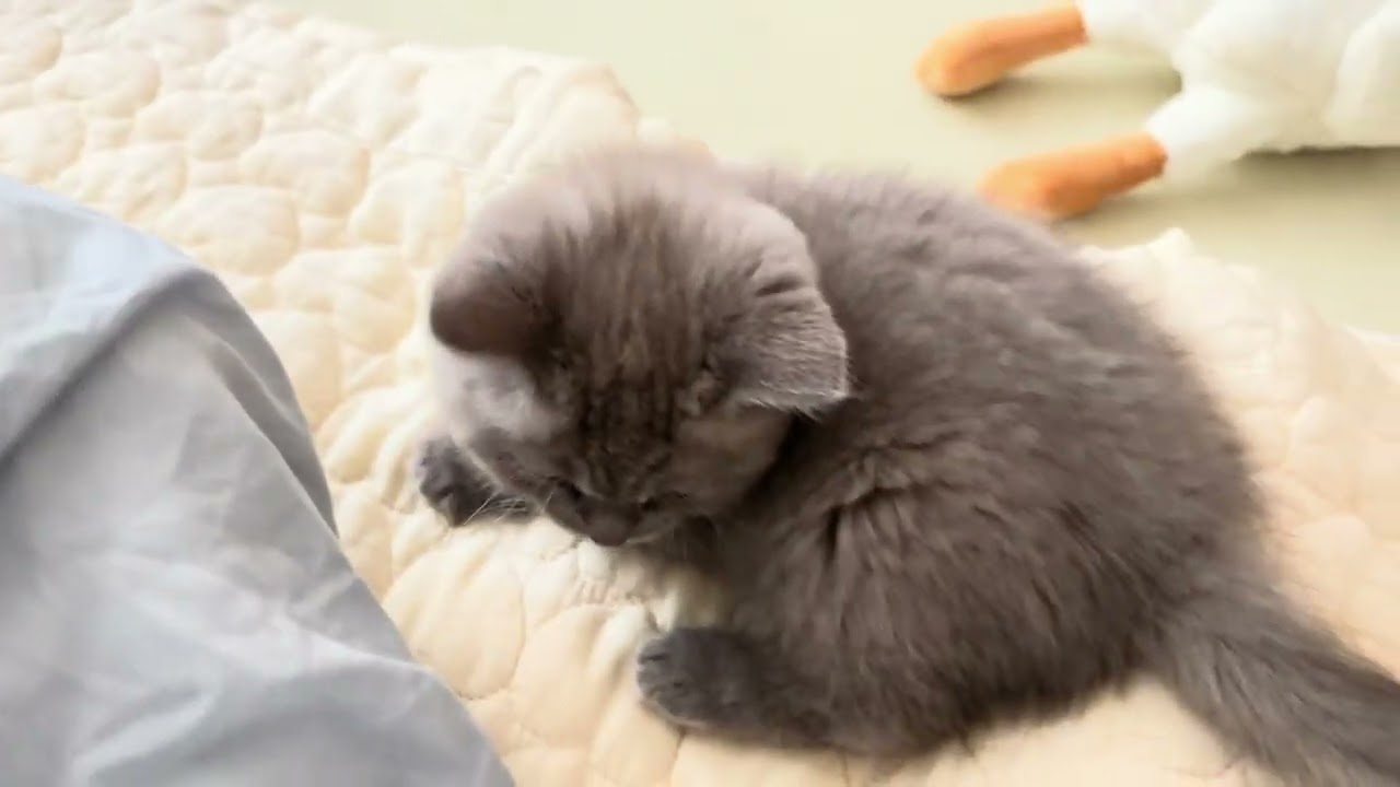 ㅂㅏㅃㅡㄷㅏ😽