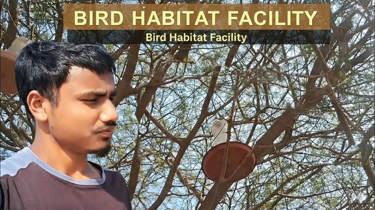 panchiyon ka Rahane ka Suvidha || 🐦 Bird habitat facility  