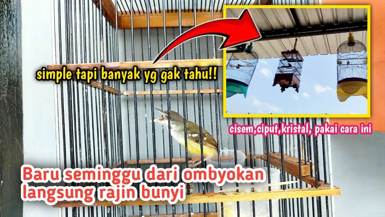 ORANG2 PADA GAK TAU, CARA SEDERHANA INI EFEKTIF UNTUK MENGGACORKAN CIBLEK KEBON‼️
