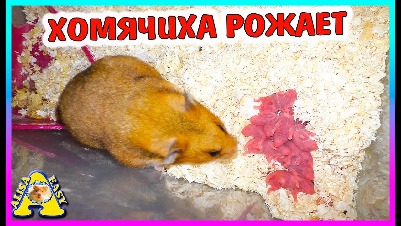 РОДЫ  хомяка Булочки пошли не по плану / Сколько родилось хомячат? / Alisa Easy Pets