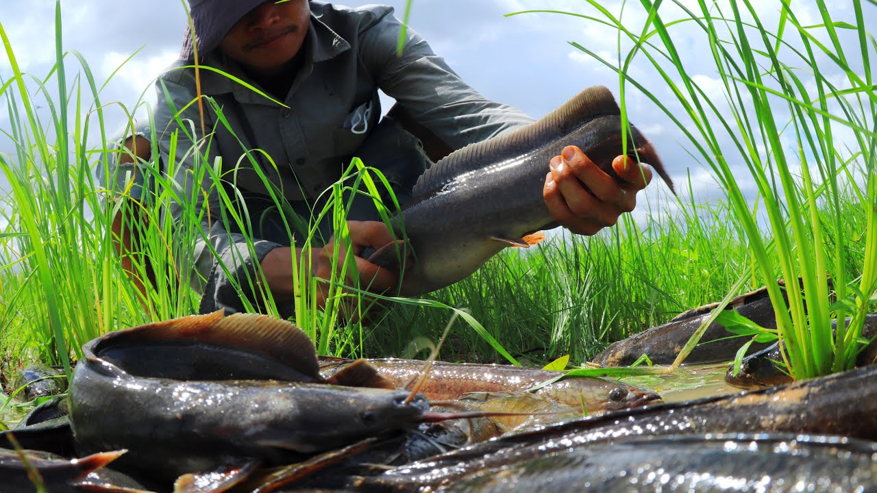 Very Lucky Fishing! Catching Big Catfish & Snakehead Fish After Rainy by Only Hand