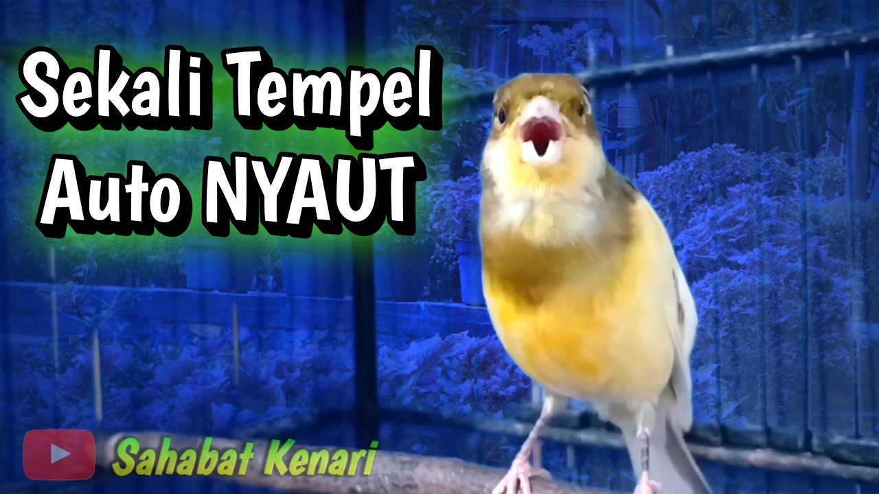 Pancingan Kenari Paud Agar Bunyi