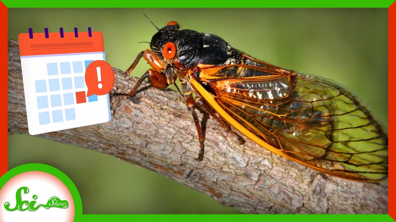 Why Are Periodical Cicadas So ... Periodical?