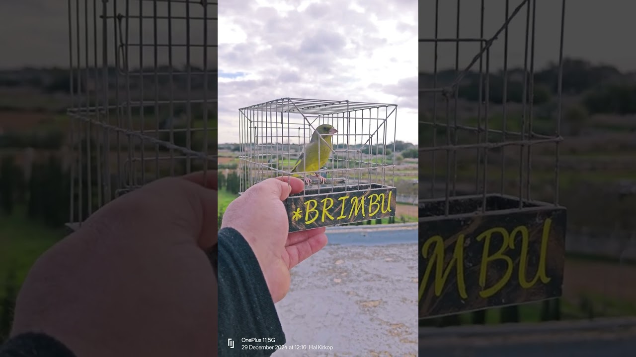 #Greenfinch singing Virdun BRIMBU 🚀💚🧿🏆