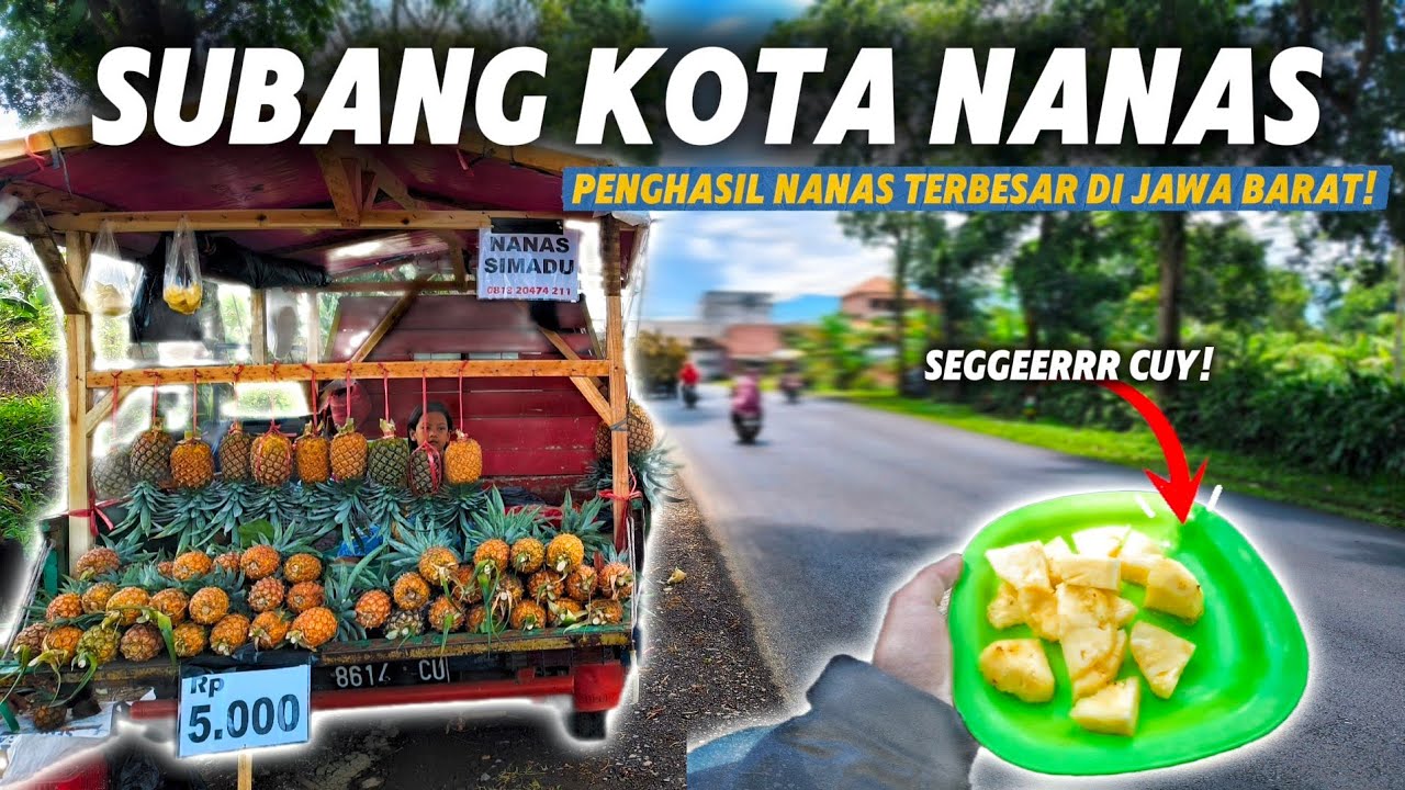 NANAS MADU ASLINYA DARI SINI❗| Motoran di Subang Sekalian Mencicipi Nanas Madu