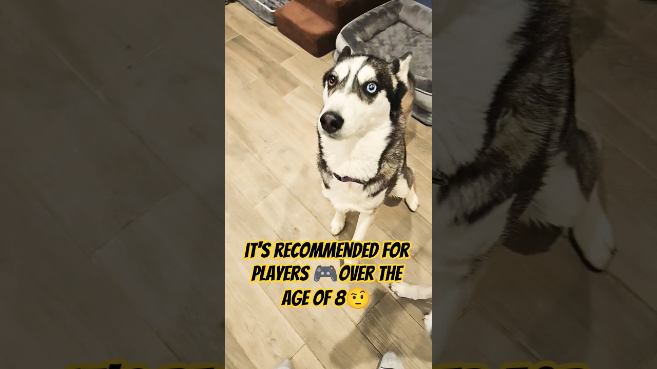 Make That Make Sense #shorts #husky #dog #pets #puppy #cute #funny #trendingshorts #viraldog #fyp