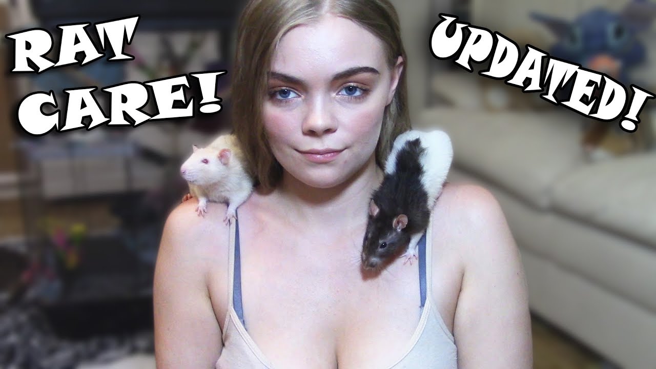 RAT CARE 101 EVERYTHING YOU NEED TO KNOW! (Updated)