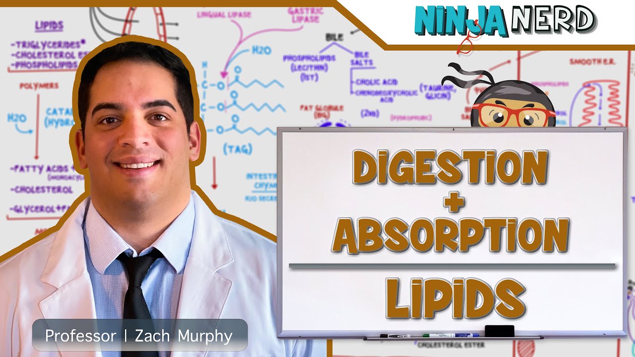 Gastrointestinal | Digestion & Absorption of Lipids