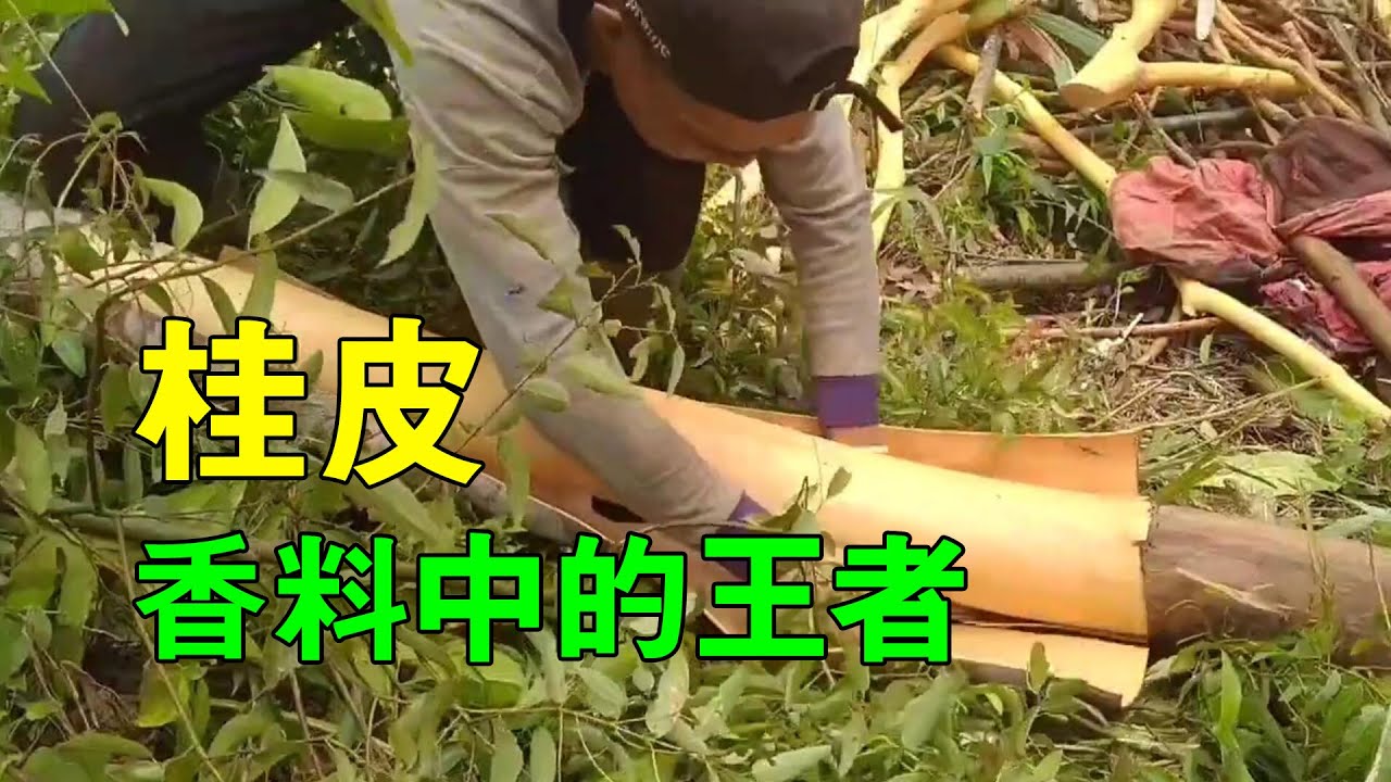 肉桂的種植和加工，淺談桂皮的危害