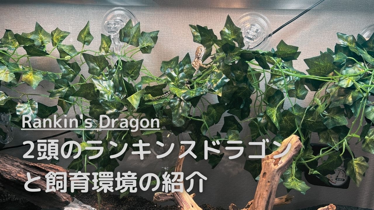 2頭のランキンスドラゴン（ローソンアゴヒゲトカゲ）と飼育環境の紹介