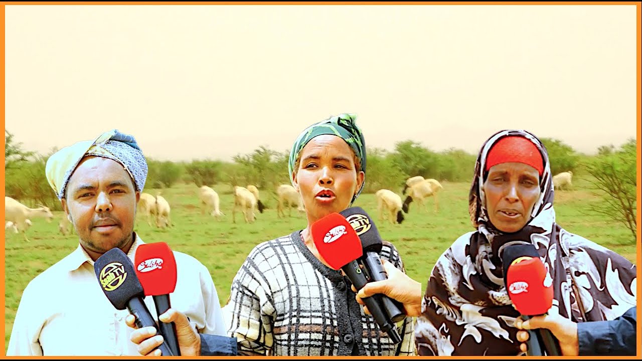 Hoyooyin Reer Guuro Ah Oo Miciin Soo Biday Banka Wajaale Oo Laga Qaxiyay Iyo Sababta.