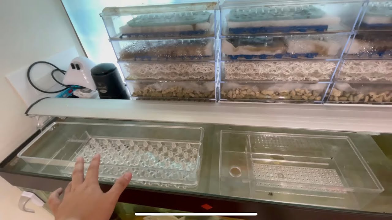 養魚一定要知道基本過濾技巧！！四尺上部過濾 滴流盒 濾材配置 等分享 土豆仁水族