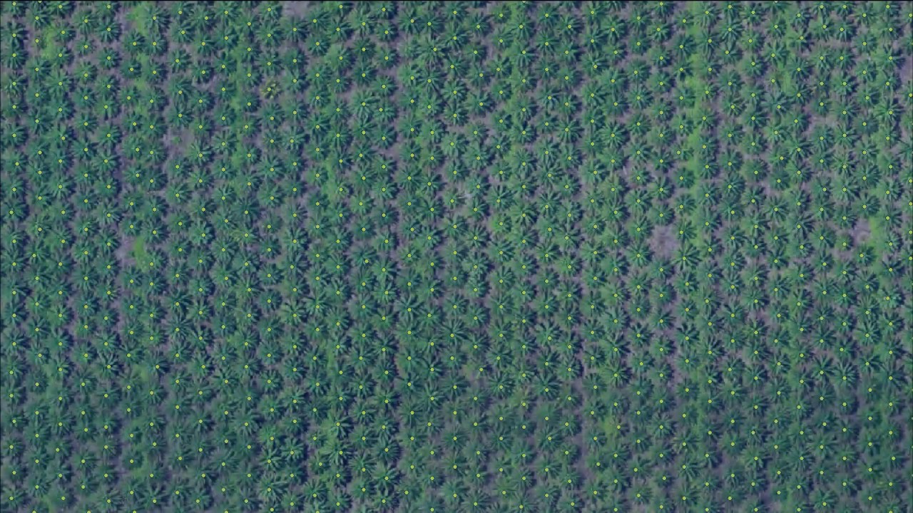 Automatic Palm Counting
