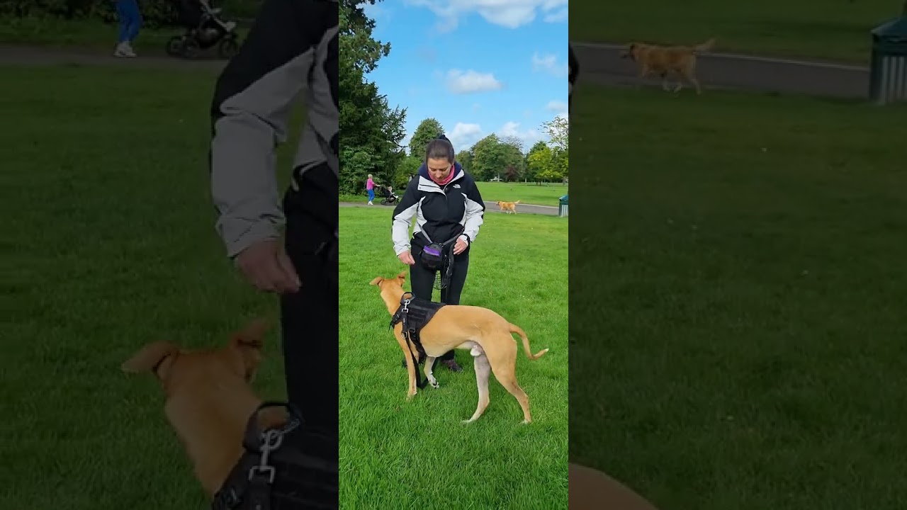 Ask the dog how they are doing during training - aggression/reactivity