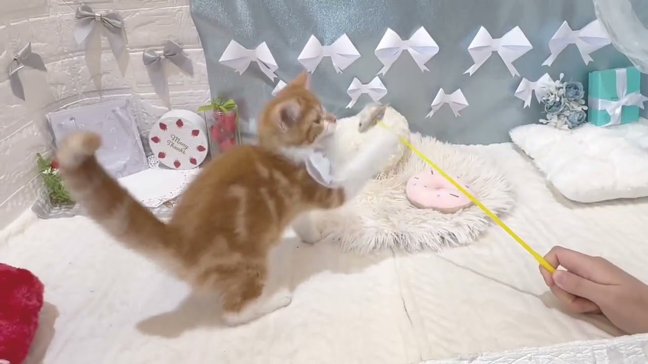 ペットショップ犬の家＆猫の里富士店　No.201328　マンチカン
