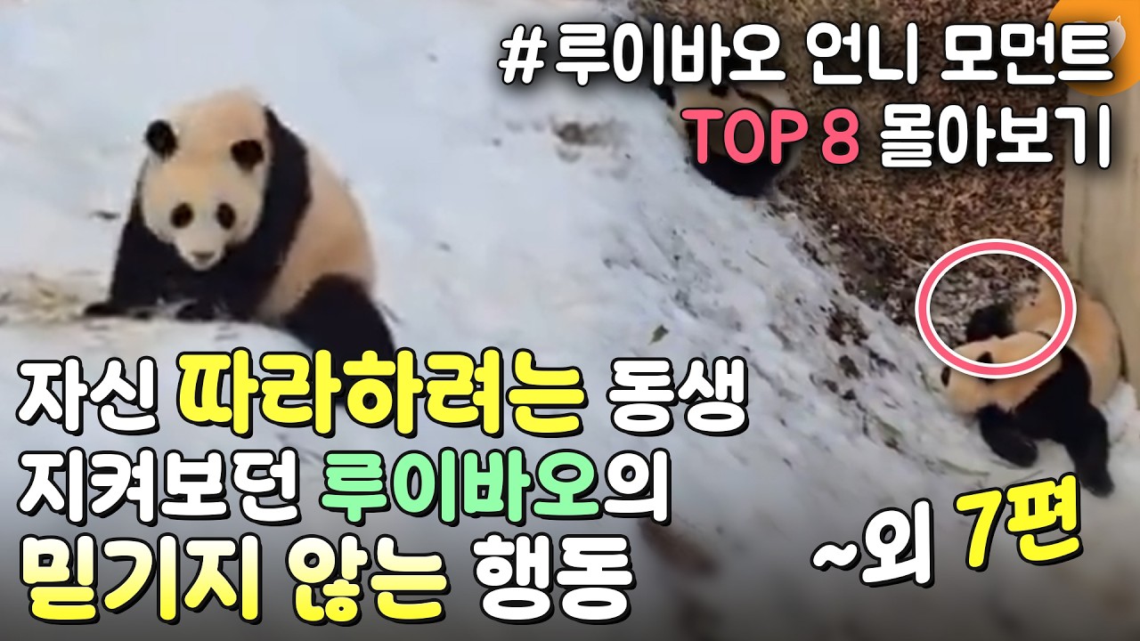 [루이바오 언니 모먼트 몰아보기] 눈썰매 타는 후이바오 지켜보던 루이바오의 감동적인 행동 외 7편