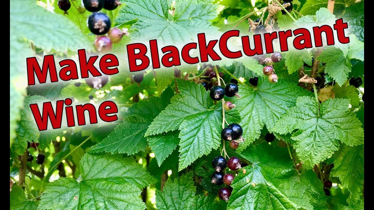 How to make Blackcurrant Wine by Brewbitz Homebrew Shop