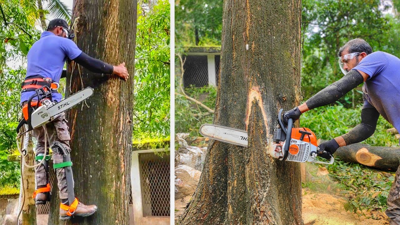 STIHL ഇറക്കി ട്ടോ 🤩😍 | ഒരു മഞ്ജിയം മുറിക്കുന്നത് കാണാം | Tree cutting | Village woodpecker
