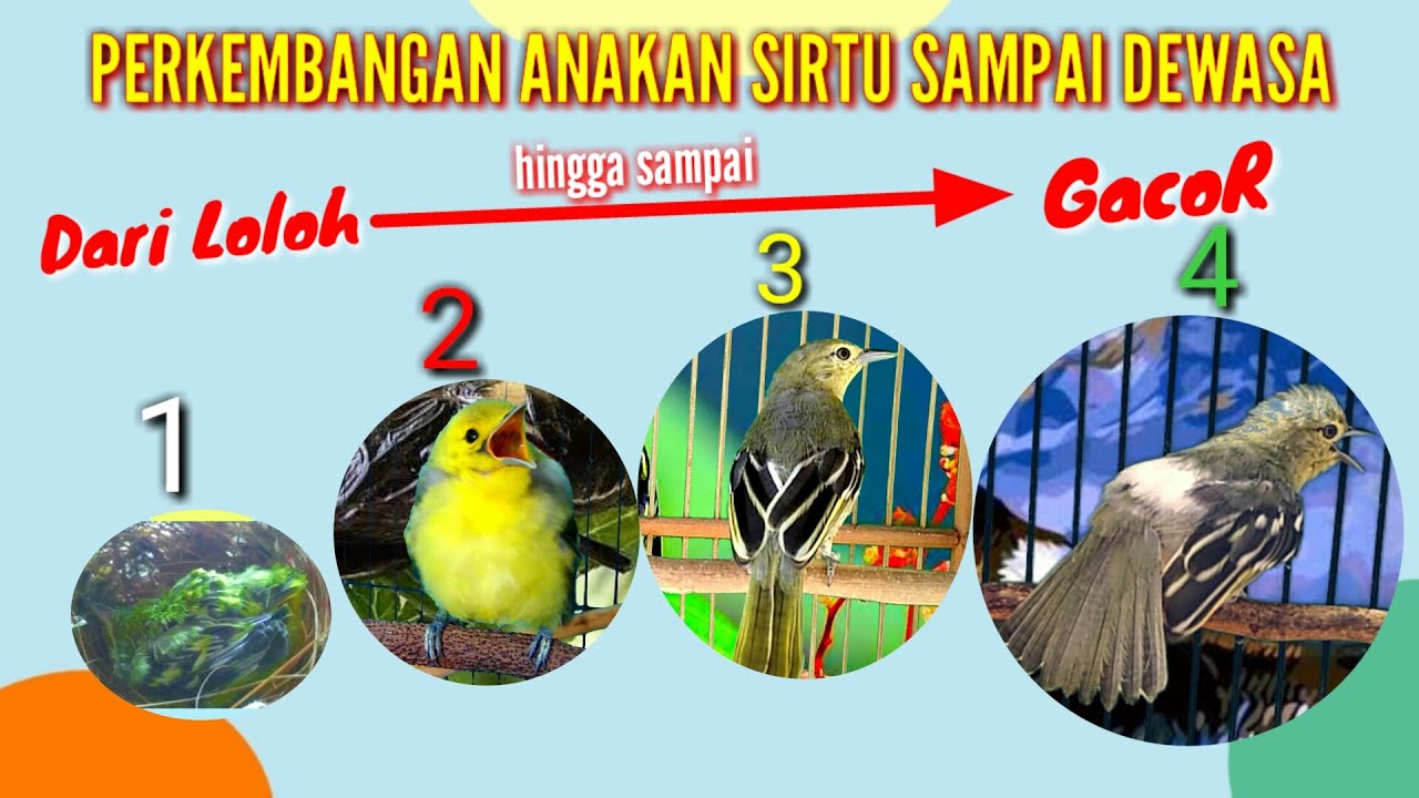 Perkembangan dan Pertumbuhan Anakan Sirtu dari lolohan sampai Dewasa