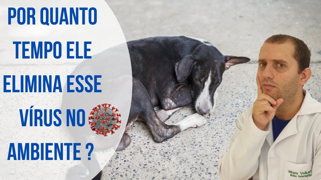 quanto tempo o cachorro elimina o vírus da cinomose no ambiente ?