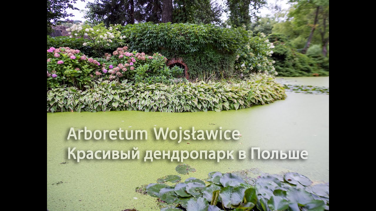 Arboretum Wojsławice. Красивый дендропарк в Польше 60км от Вроцлава