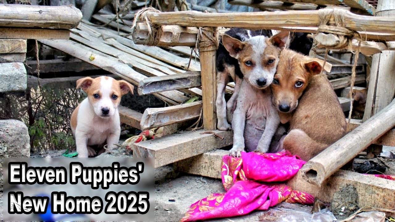 feeding eleven hungry puppies | they are waiting little mama to give milk