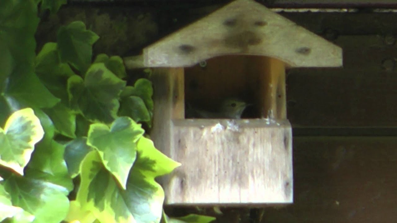 Spotted Flycatchers at RSPB The Lodge Reserve, Sandy - July 2012