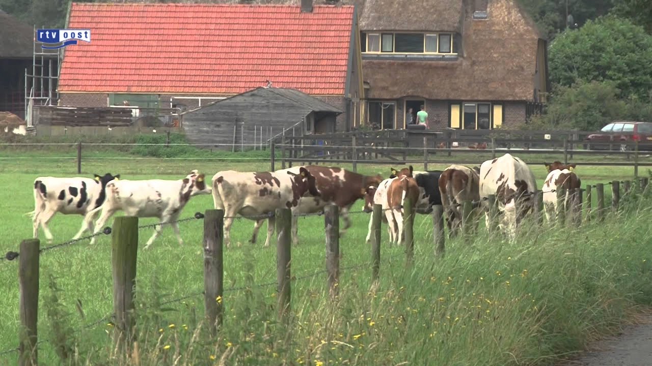 Ontploffing in stal Lettele: koeien in mestkelder