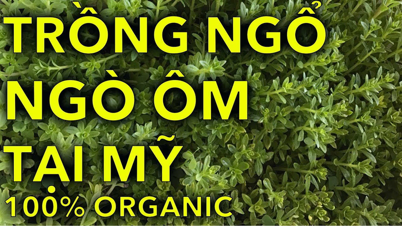 NHÂN GIỐNG NGÒ ÔM TẠI MỸ CỰC KỲ ĐƠN GIẢN-TRỒNG NG ORGANIC TẠI NHÀ | Planting Tree | Online Courses