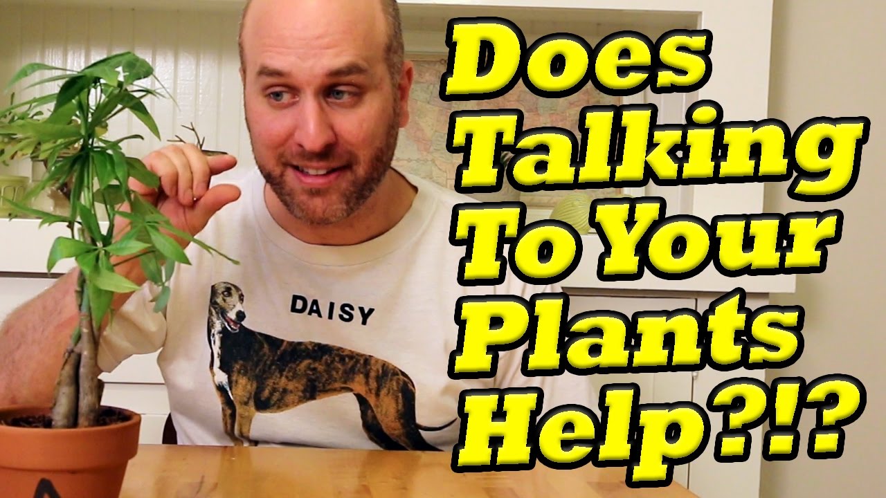 Plant Talk: Does talking to your plants help them grow?