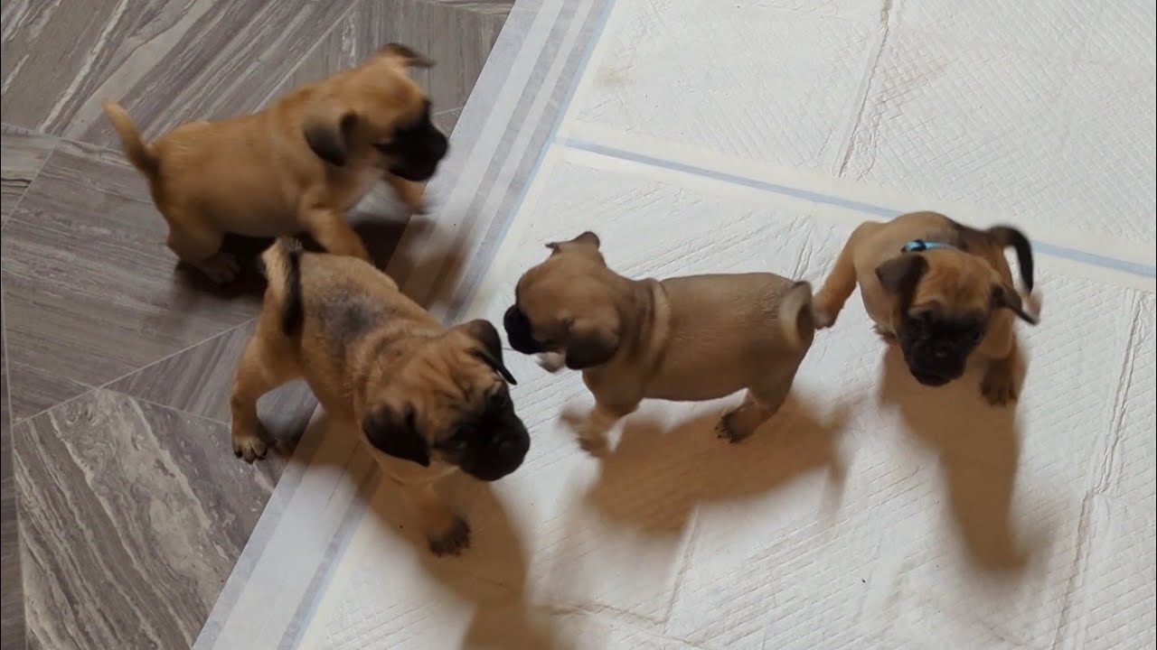 6 week old Snuggle Puggle Puppies 🥰