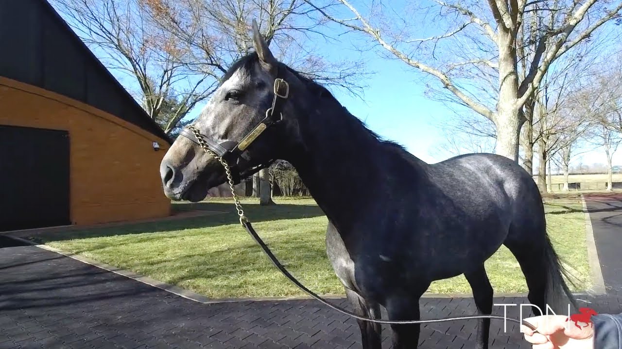 The Late Arrogate's First Yearlings Go to Market