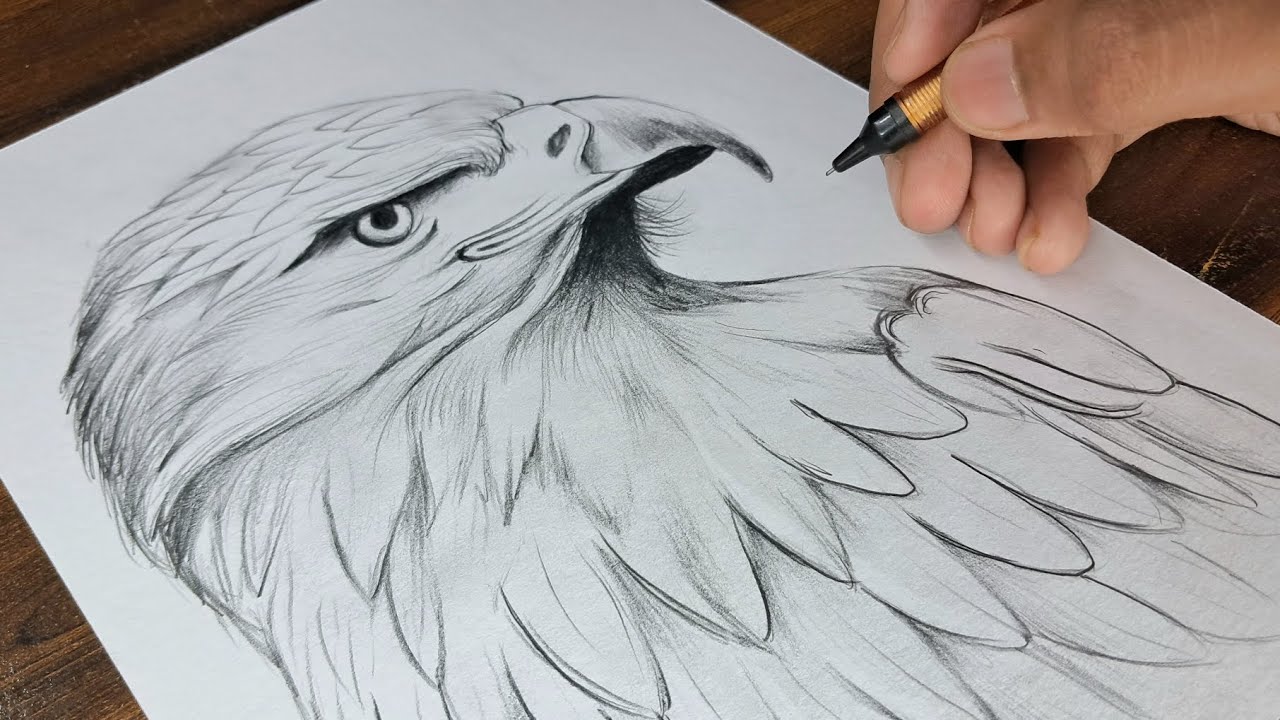 Eagle Realistic Sketch | How to draw a Realistic Eagle Sketch | Outline | Part -1| Drawing |