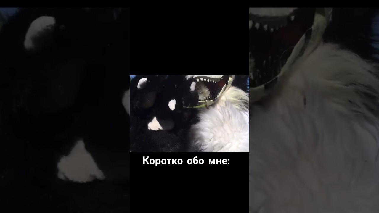 ХАХАХАХАХА оператор:         @user-bt6kw2ks1k #fandom #furry #fursuit #раптор #фурри #рапторы #furr