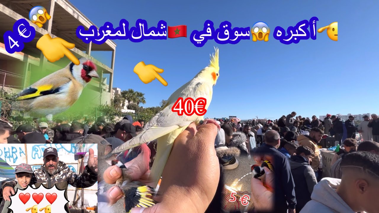 #الجديد_ سوق #_ السعودية 🇸🇦 كاسبرطة ~#طنجة #لطيور@~_# أ كبر-😱سوق@في شمل#المغرب🇲🇦🦜#الحسون 5€😱