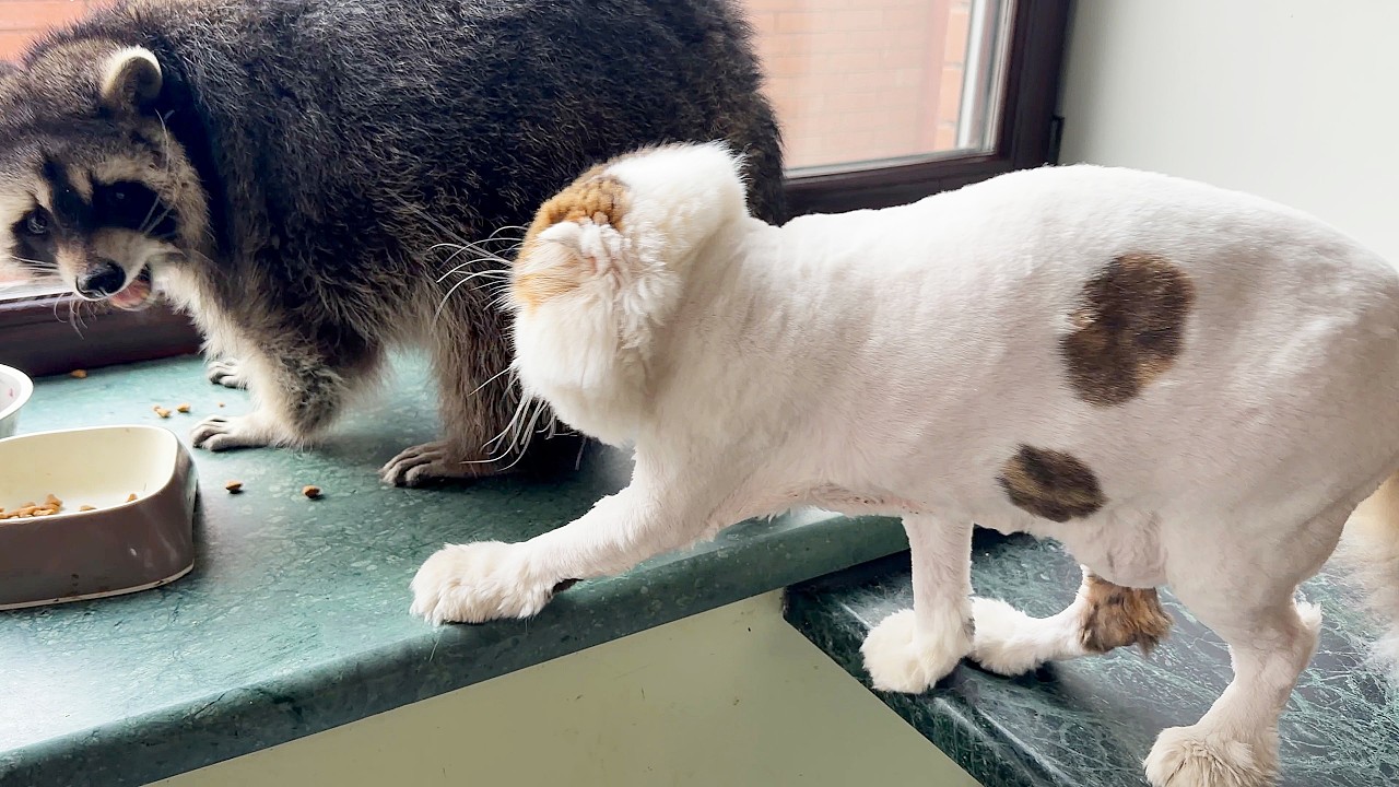 Thomas the cat came to check what the raccoon eats. Кот Томас пршел проваерить чем енот питается