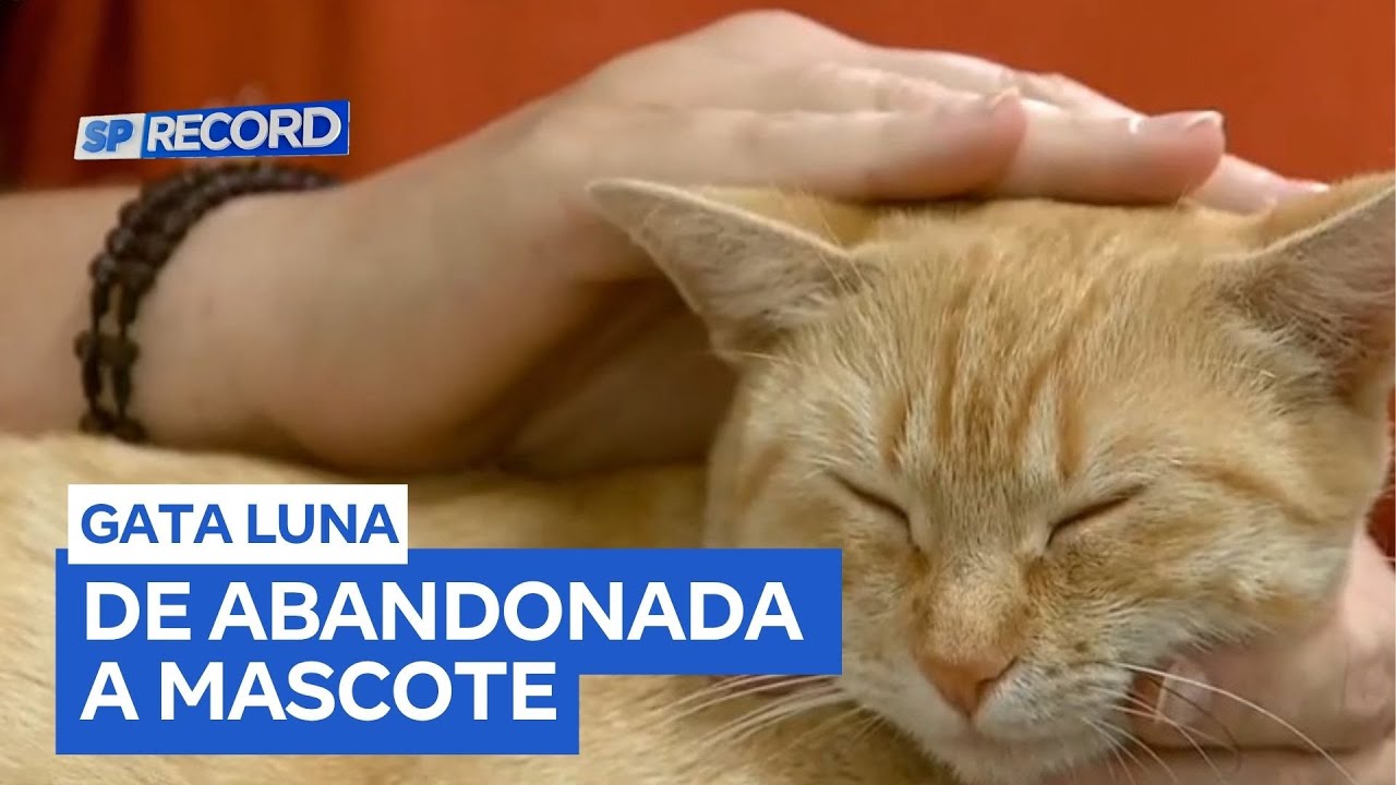 Gata de rua encontra novo lar em delegacia de Jardinópolis (SP)