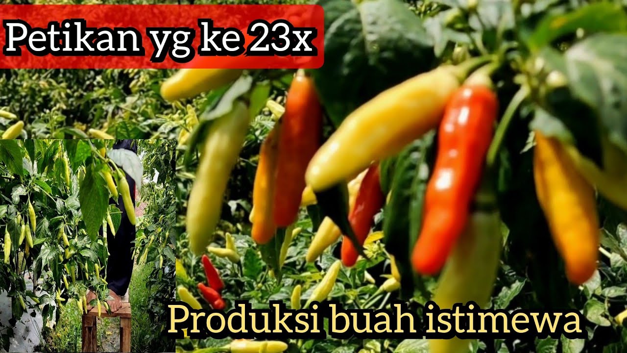 Cabai rawit kaliber yg lagi viral petikan ke 23x