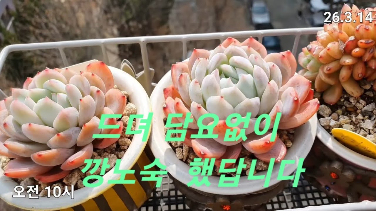 담요없이 깡노숙 시작했답니다 #베란다걸이대다육  노숙 