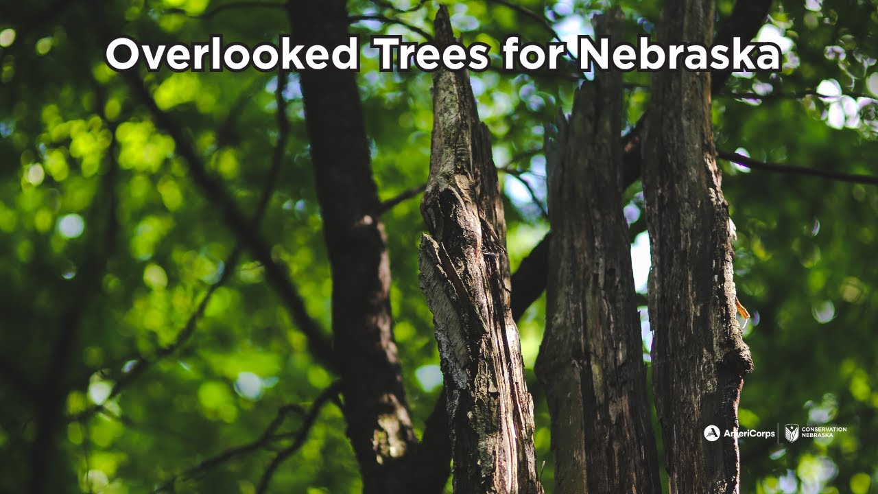Overlooked Trees for Nebraska