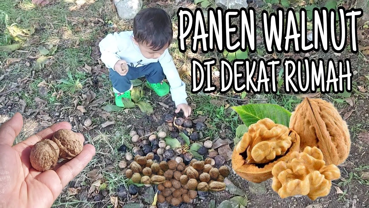 #58 - Panen Walnut di Dekat Rumah Kita di Turki