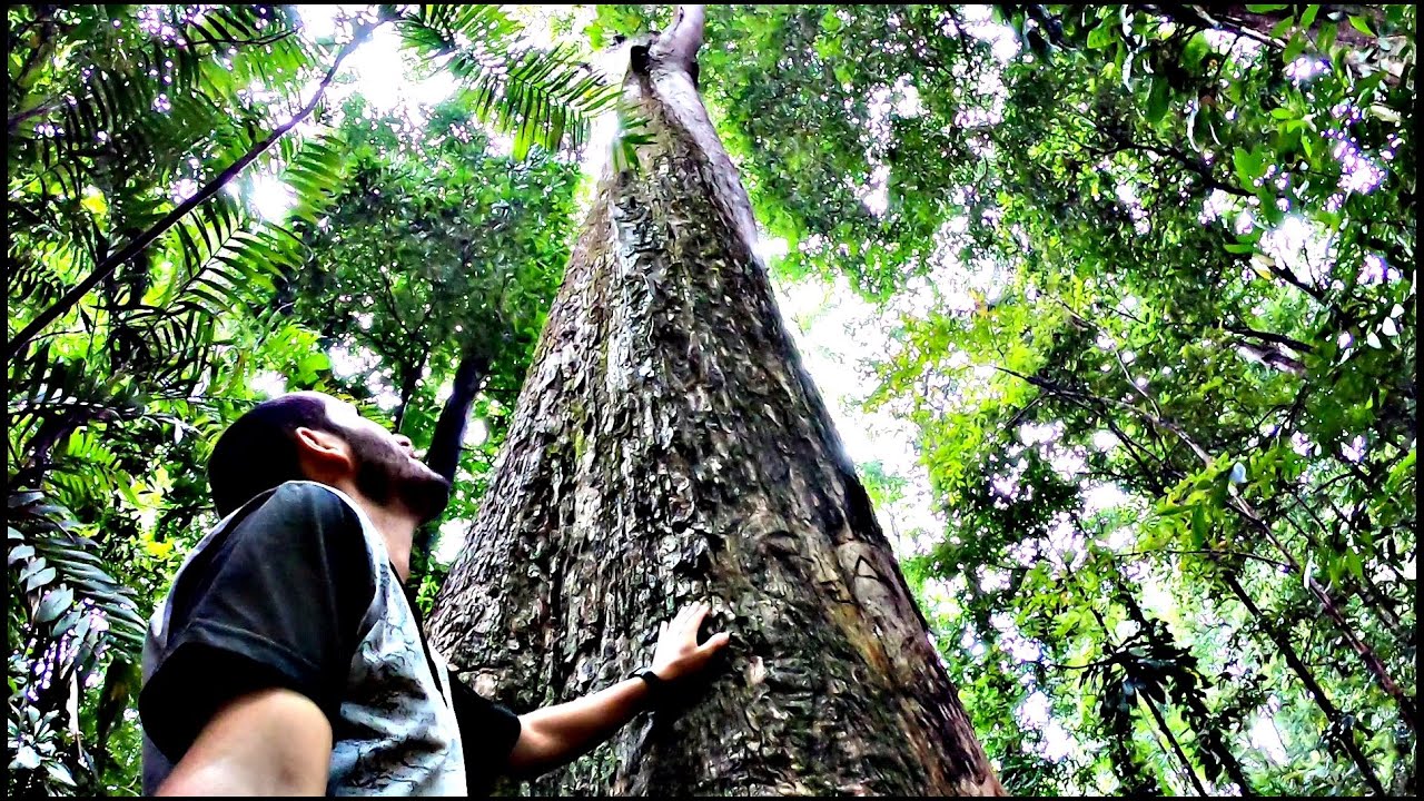 Uma FLORESTA no MEIO da CIDADE | Bosques, Jardins botânicos e parques de Belém do Pará